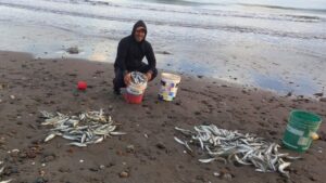 La pesca de Pejerrey en la zona de La Alcantarilla, Balneario Las grutas – Por Jorge Duran