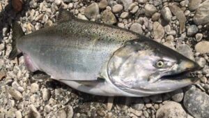 Salmón Chinook en la Patagonia: ¿la amenaza que desplaza a la trucha marrón?
