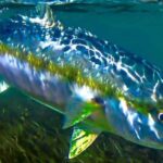 El pez limón consolida su presencia en la Patagonia y un estudio confirma su expansión hasta el Golfo Nuevo
