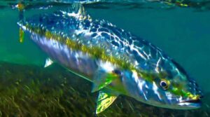 El pez limón consolida su presencia en la Patagonia y un estudio confirma su expansión hasta el Golfo Nuevo