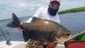 Tambaquí «El Gigante de la Cuenca Amazónica»