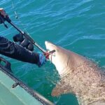 El 14 de Julio fue el día Internacional de los Tiburones