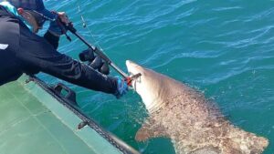 El 14 de Julio fue el día Internacional de los Tiburones