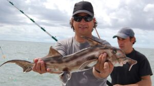 Guía Completa de Pesca: El Pez Elefante (Callorhinchus callorynchus)