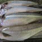 Informe de Pesca en la zona de Pinamar, Canales de la Ruta 11 y Laguna Salada de Madariaga… Por Walter Caloso