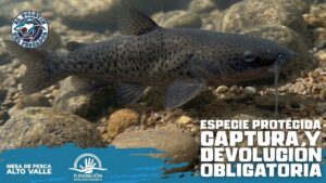 El bagre Otuno… Una joya primitiva de la Patagonia que debemos proteger entre todos