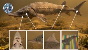 Un equipo del CONICET busca la colaboración de pescadores para saber más acerca de una especie exótica del Río de la Plata