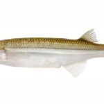 Pejerrey, lo que hay que saber sobre el crecimiento y el ciclo de vida de esta especie