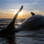 Alerta en nuestros mares: qué está sucediendo con las crías de ballena franca austral en la Patagonia